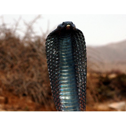 ЯДОВИТЫЕ ЗМЕИ