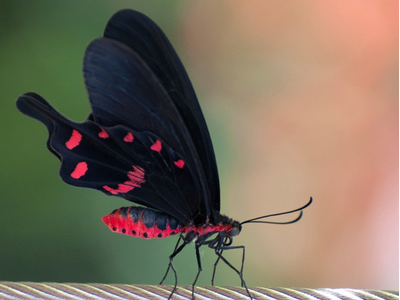 Салют из 17 тропических бабочек.