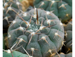Gymnocalycium riojense VG-671 (D=20mm)