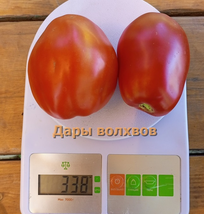 Томат Дары волхвов