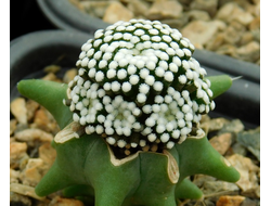 Mammillaria luethyi