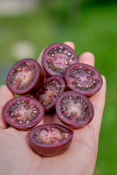 Томат Empress Purple Tomato (Черничный Щербет), 8 шт