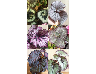 Спецпредложение - Набор «5 рекс-бегоний»