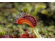 Dionaea muscipula "Dutch"