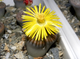 Lithops schwantesii v.rugosa C192 - 5 семян