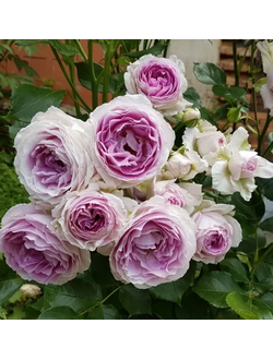 Везалиус (Vesalius)