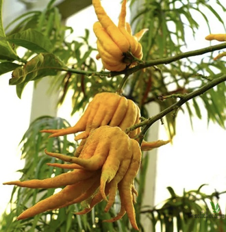 Цитрон «Рука Будды» / Citrus medica ‘ Buddha’s  hand’