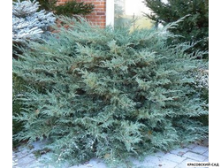 Можжевельник Глаука - Glauca