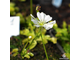 Dionaea muscipula Miniature Flower Giant