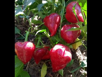 перец сладкий Леся