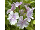 Primula sieboldii Hana Monyo