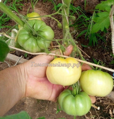 Томат  Большой пломбир
