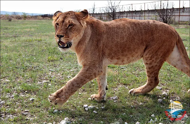 Сафари-парк "Тайган"