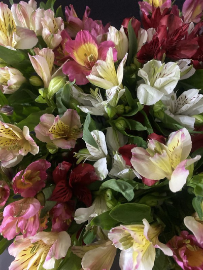 Альстромерия 35 шт