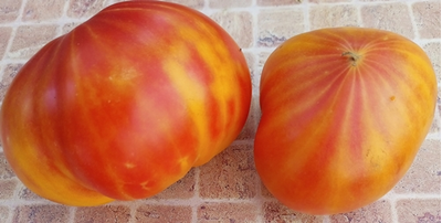 Томат Тайна Марсии (Marcy's Mystery) США