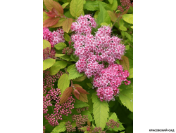 Спирея японская Дабл Плей Биг Бонг купить на сайте красовский-сад.рф