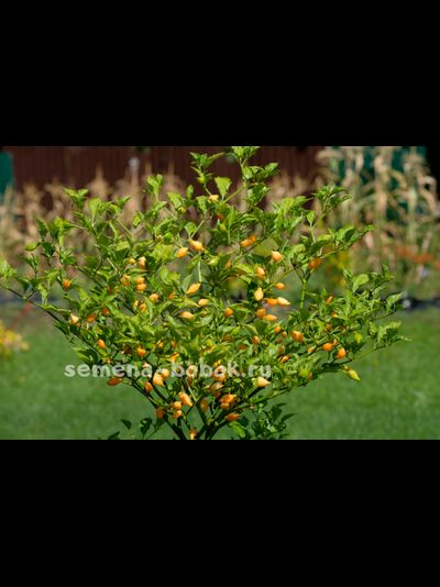 Перец острый Cabacinha Laranja, 10 шт
