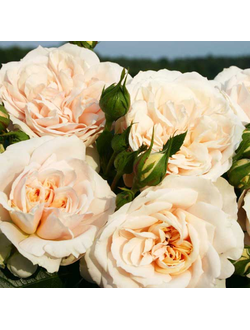 Лионс Роуз (Lions Rose)