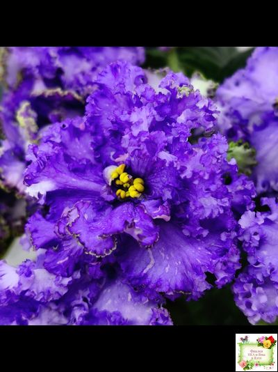 БР-Маленькое Счастье (С. и Н. Буркацкие) 2020 г.