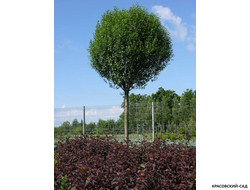 Вишня Убракулифера - Umbraculifera