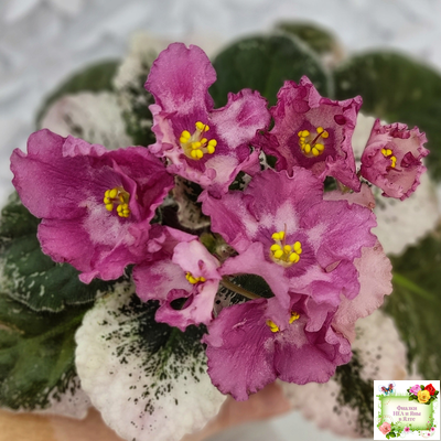 Aftershock (P. Sorano)