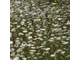 Гидролат моркови (Daucus carota) семена 100 мл