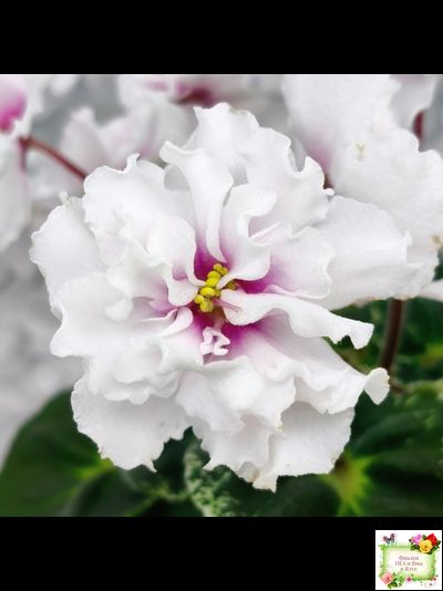 Р-В Стране Чудес (В.Зуб) 2023 г.