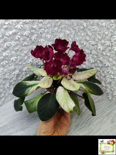 ЕК-Лампа Желаний (Е. Коршунова) 2021 г.