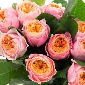 Вувузелла  ) Vuvuzela )De Ruiter