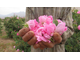 Роза дамасская (Rosa damascena), Иран, урожай 2024г,  1 г - 100% натуральное эфирное масло