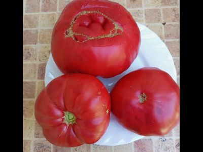 Томат Розовый гигант м-ра Андервуда (Mr. Underwood's Pink German Giant)