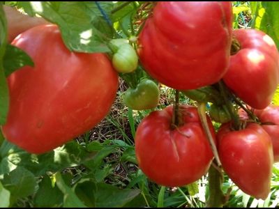 Томат Домашние сердца от Гонсиоровских