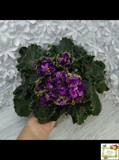 АВ-Гром и Молнии (Фиалковод) 2019 г.