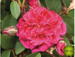 Роза парковая "Кримсон Винтер Джевел"