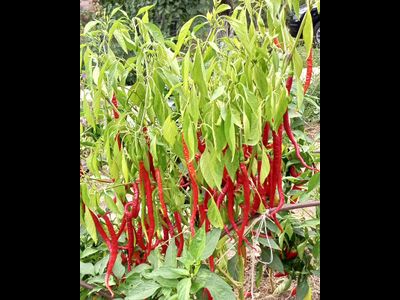 Перец острый Кайенский длинный Джо  (Joe's Long Cayenne)