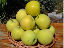 Папировка янтарная (Папироянтарное) (яблоня)