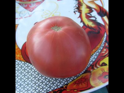 Томат Циндао