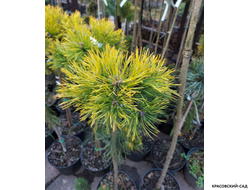 Сосна горная Мопсголд - Mopsgold