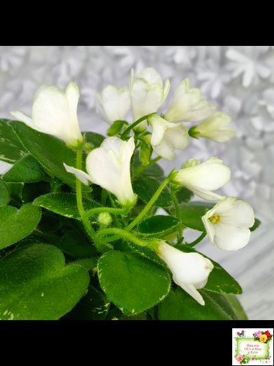 Н-Каламбур (Н. Бердикова) 2016 трейлер