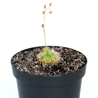 Drosera "Sessilifolia"