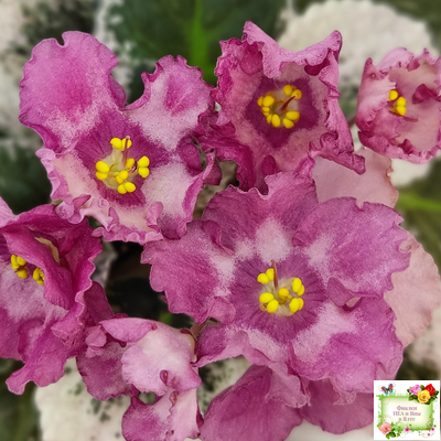 Aftershock (P. Sorano)