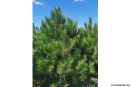 Сосна крымская черная -фотография в ясный день - красовский-сад.рф