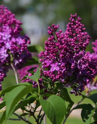 Сирень обыкновенная День Победы