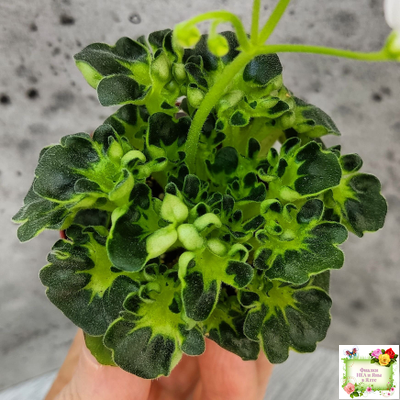 Lullaby (Arndt) (гёрл-лист)