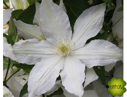 Клематис "Roko-Kolla" (Роко-Колла) (саженец 3 года)