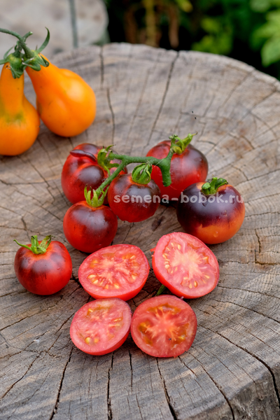 Томат Гондвана Тени, 10 шт