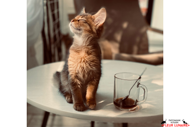 Сомалийский котенок Олли