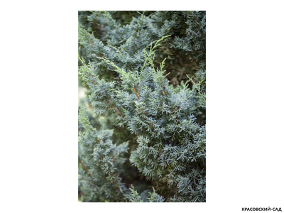 Можжевельник Блаув - Blaaw