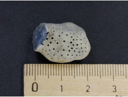 Коралл голубой Акори, Австралия (21*17*15 мм, 2,8 мм) №24728