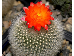 Brasilicactus (Бразиликактус)